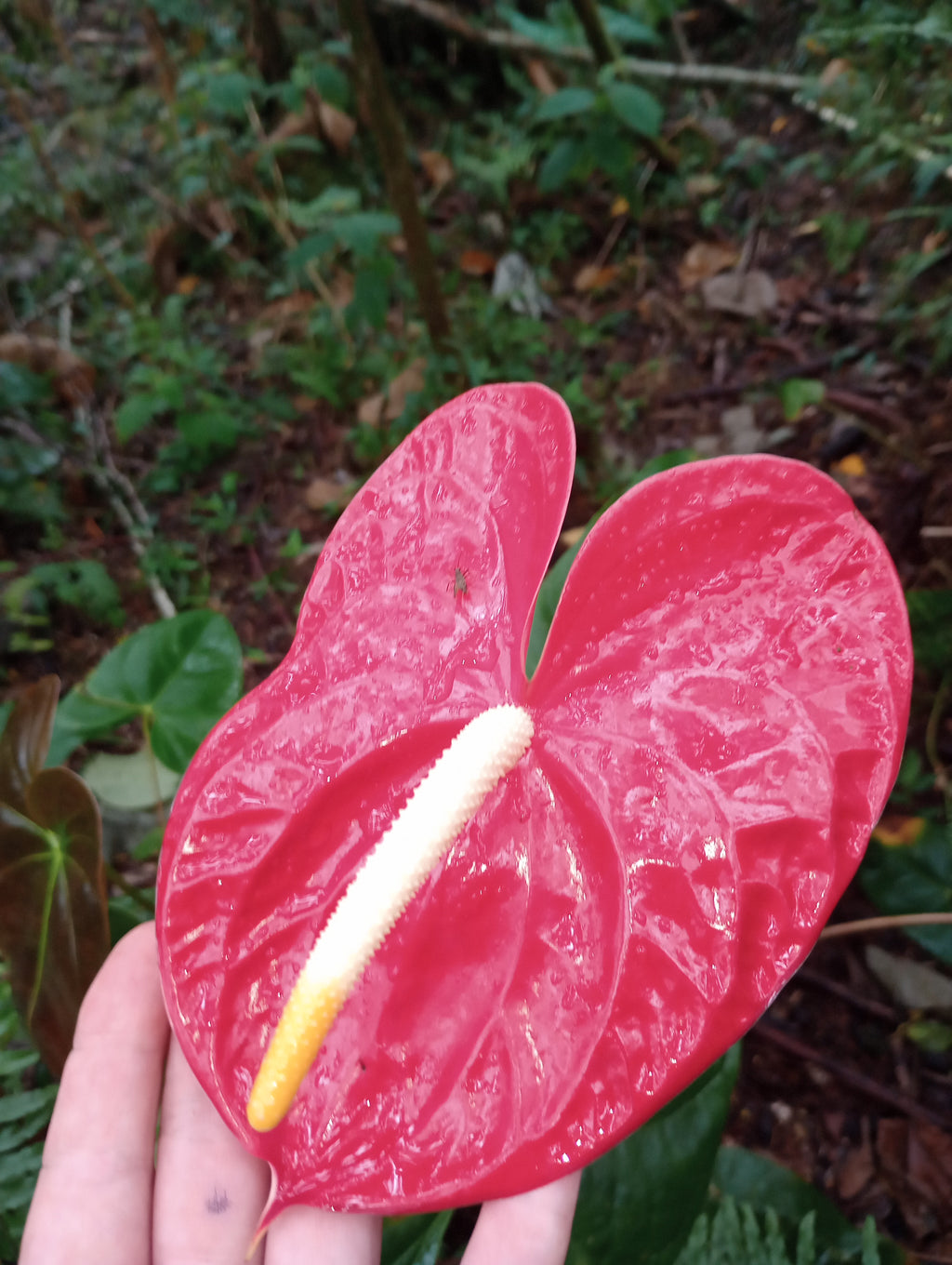 Brilliant Red