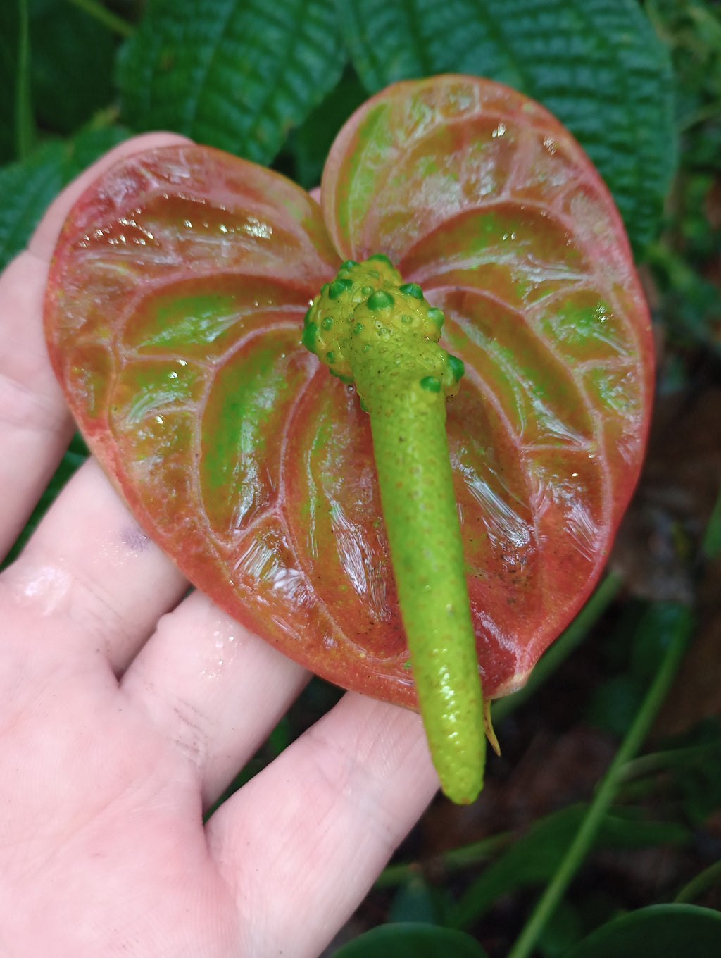 Lehua
