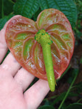 Lehua