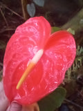 Brilliant Red