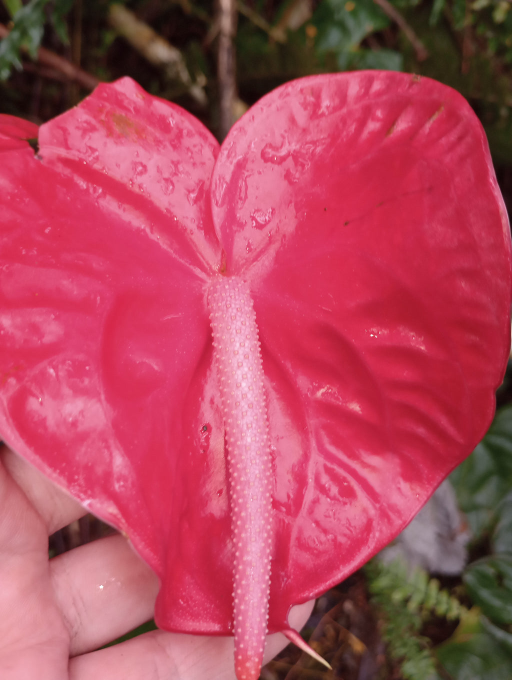 Cupid's Bow