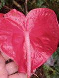 Cupid's Bow