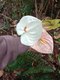 White with Pink Blush