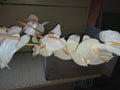 White Tulip