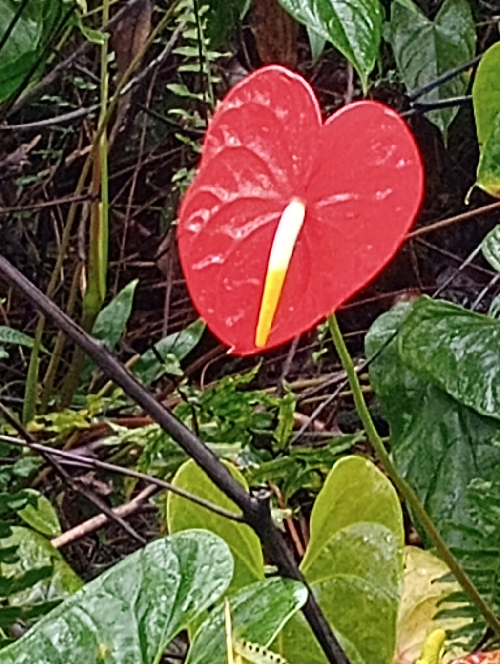 Brilliant Red