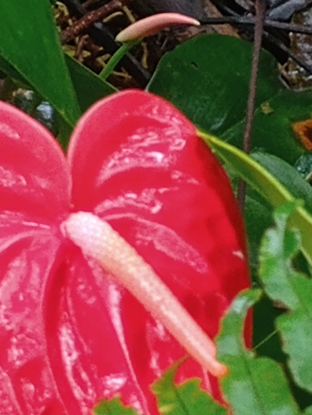 Cupid's Bow