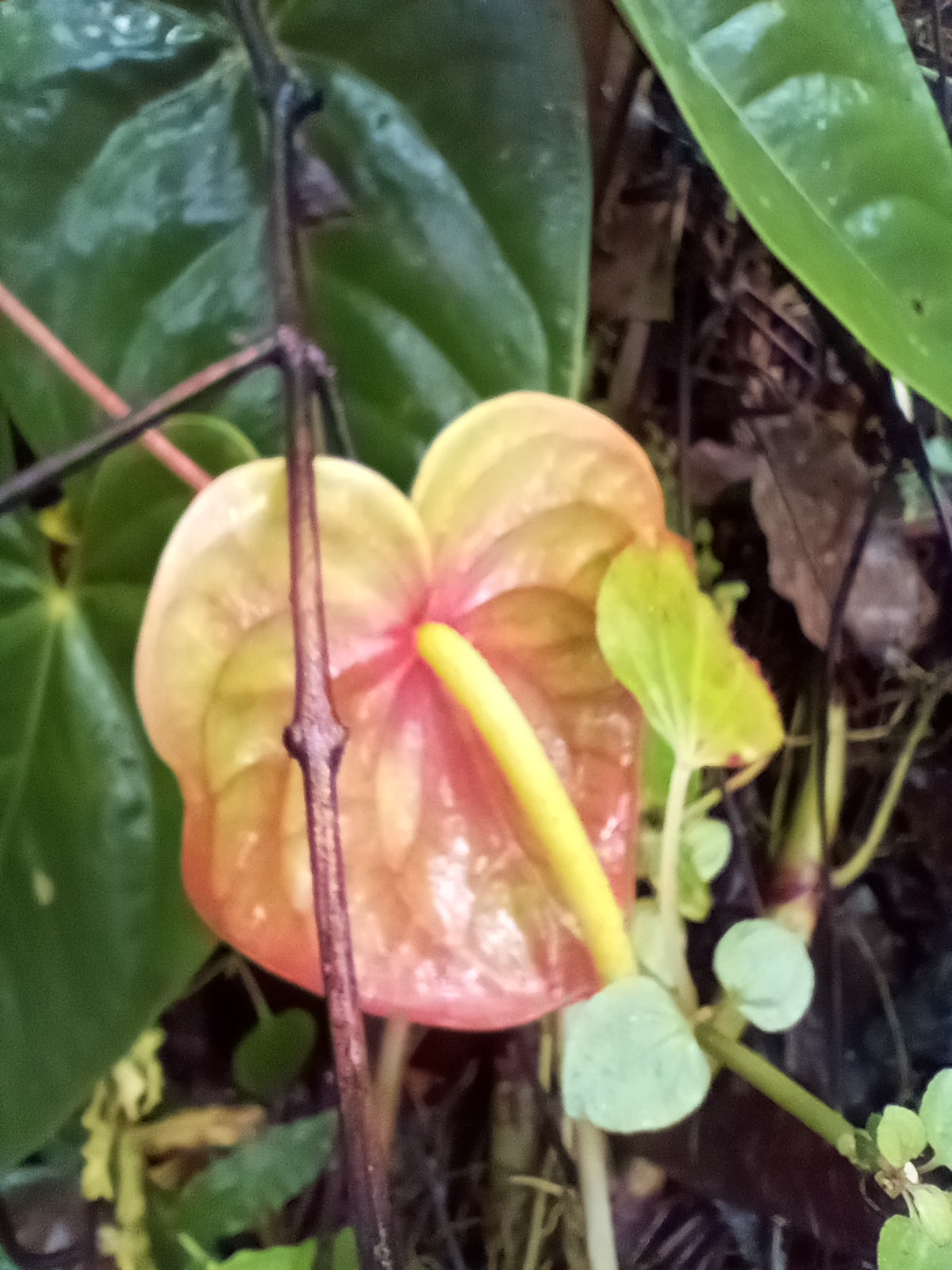 Lehua
