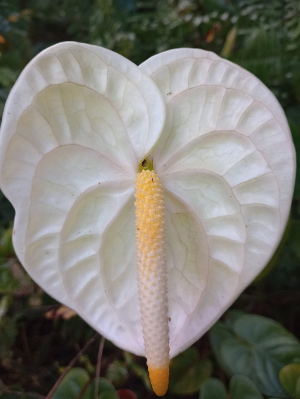The Pearl