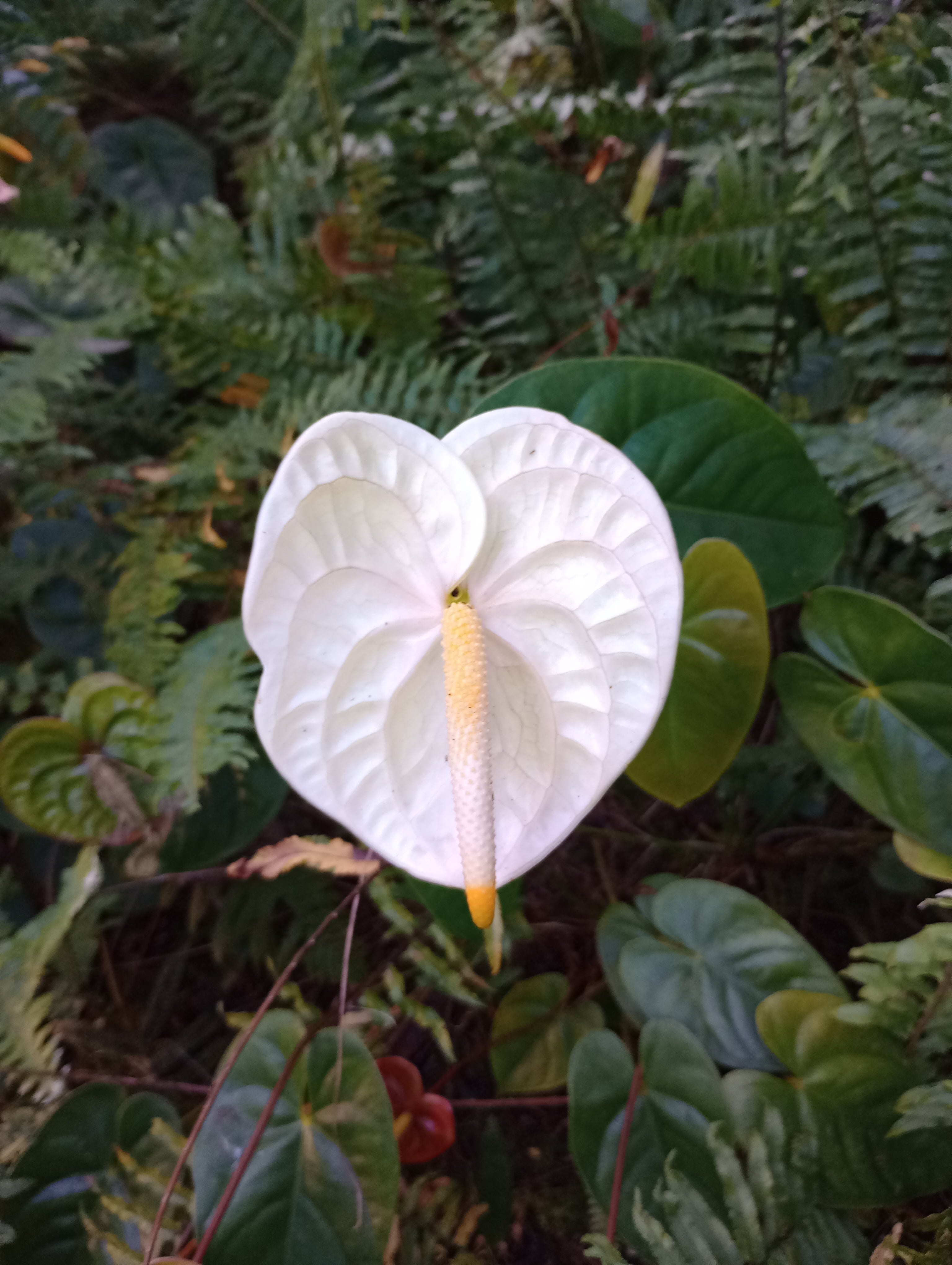 The Pearl