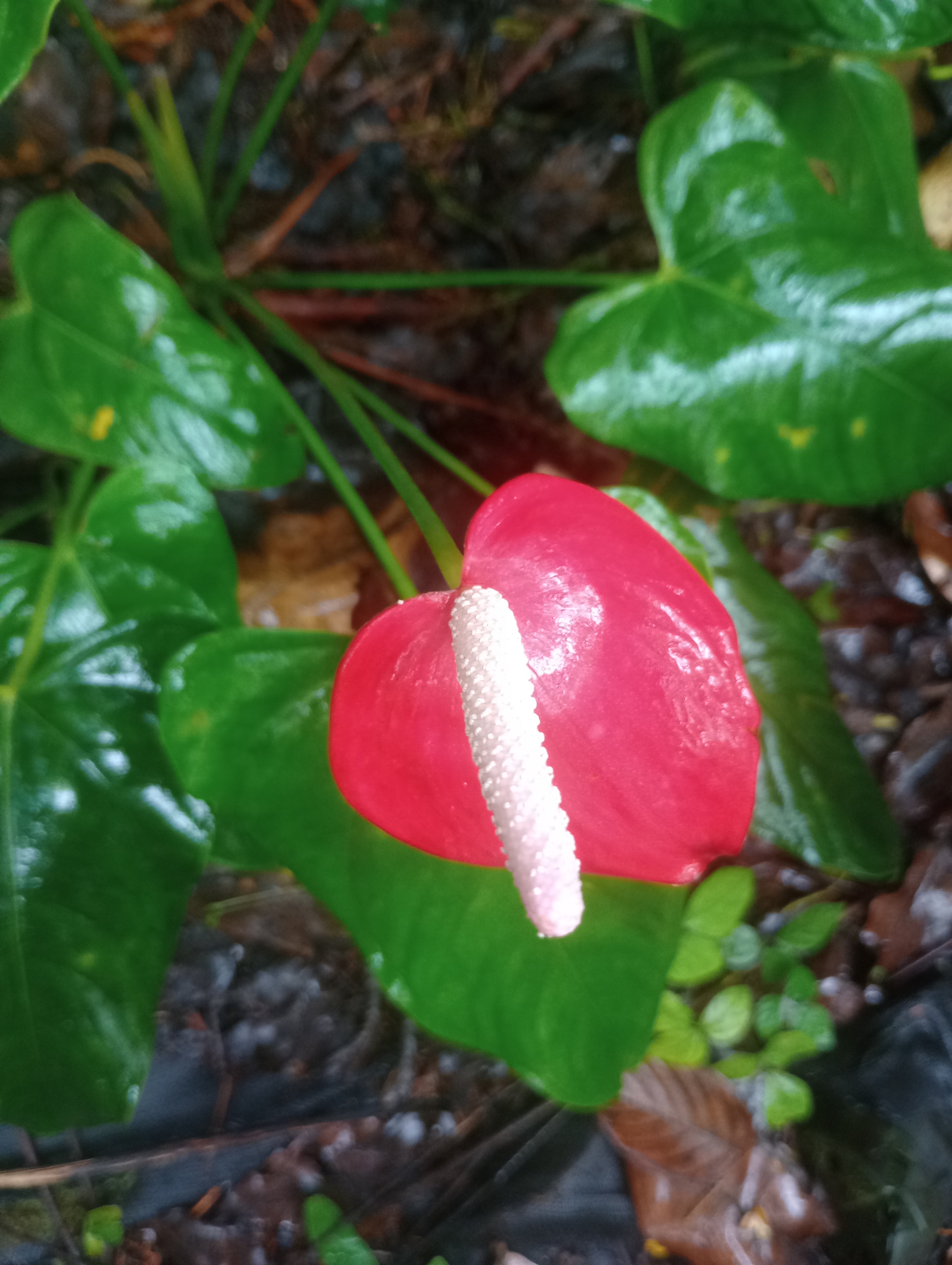 Bright Pink Tulip