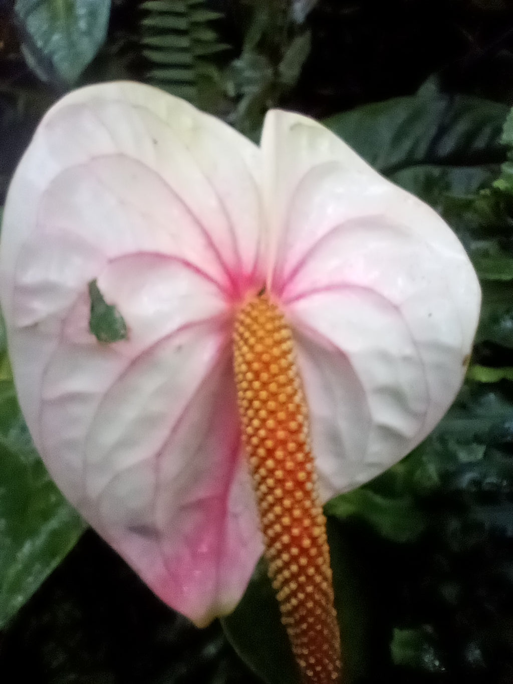 White with Pink Blush
