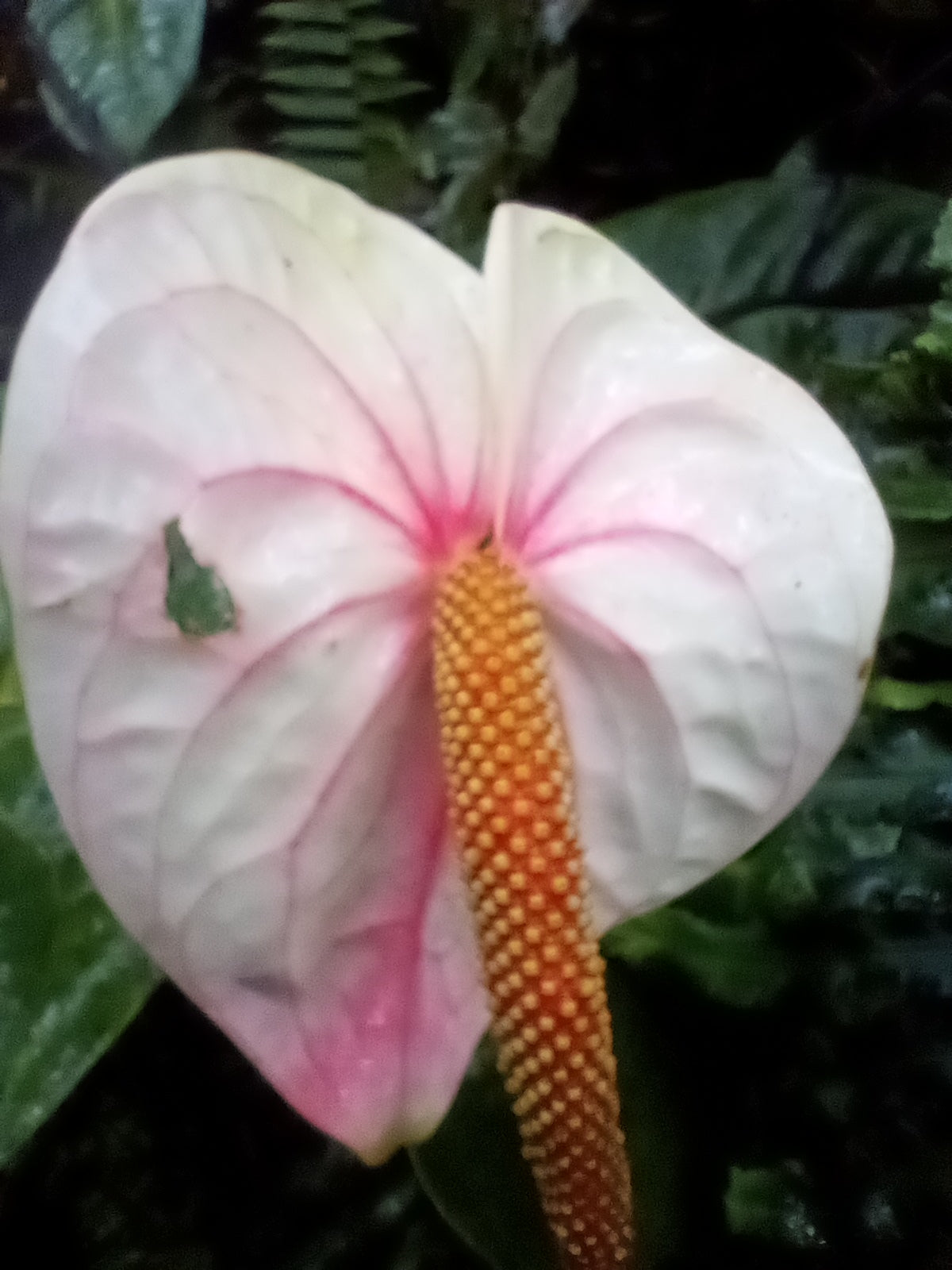 White with Pink Blush