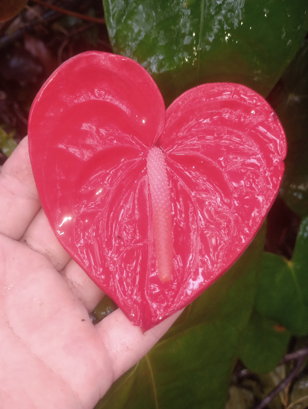 Cupid's Bow