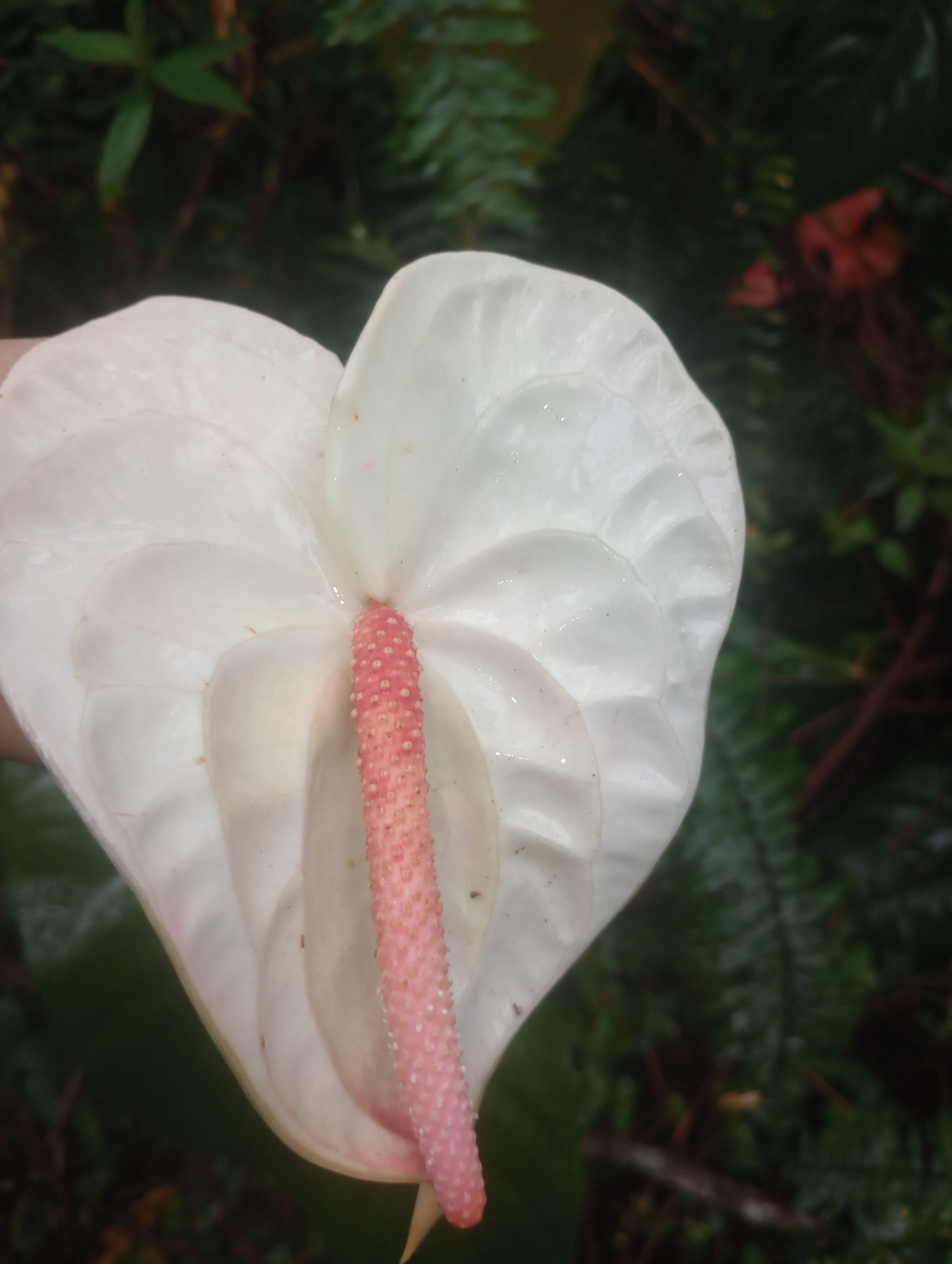 White with Pink Blush