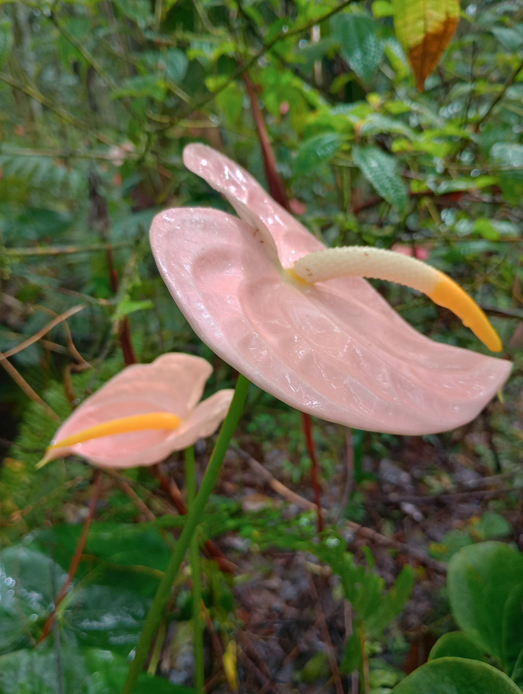 Baby Pink